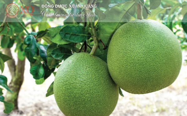 BƯỞI – THUỐC QUÝ CHỮA NHIỀU BỆNH