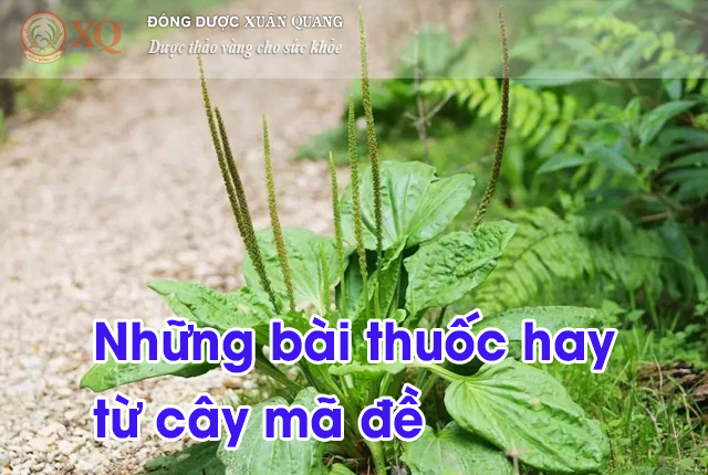 Những bài thuốc hay từ cây mã đề