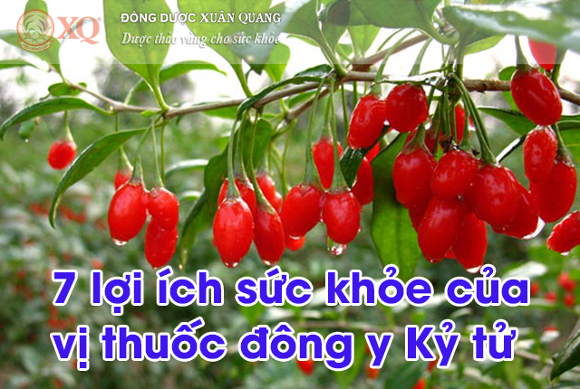 7 lợi ích sức khỏe của vị thuốc đông y Kỷ tử