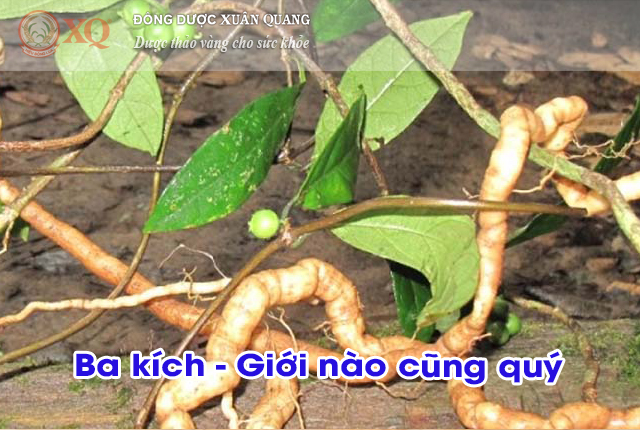 Ba kích - Giới nào cũng quý