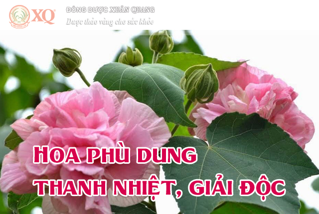 Hoa phù dung thanh nhiệt, giải độc